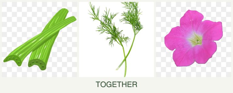 Can you plant celery, dill and petunias together?
