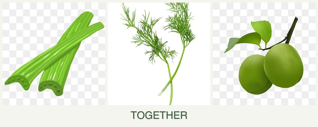 Can you plant celery, dill and plums together?