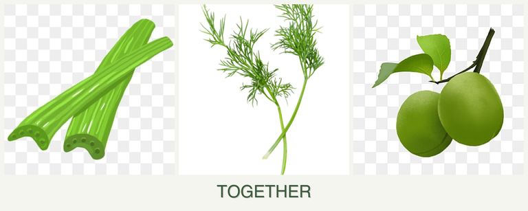 Can you plant celery, dill and plums together?