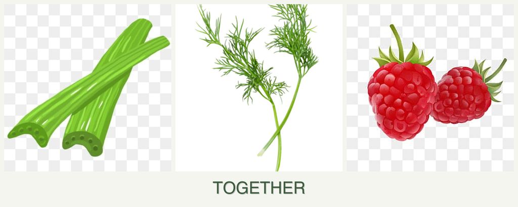 Can you plant celery, dill and raspberries together?