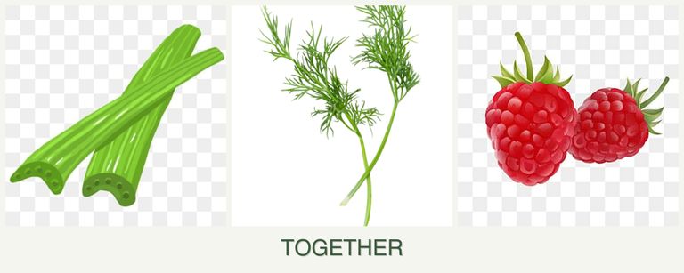 Can you plant celery, dill and raspberries together?