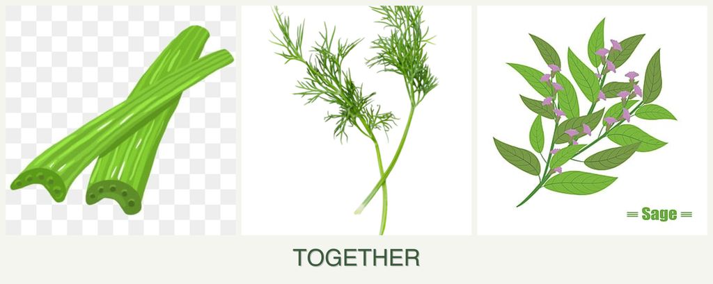 Can you plant celery, dill and sage together?