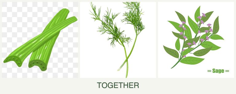 Can you plant celery, dill and sage together?