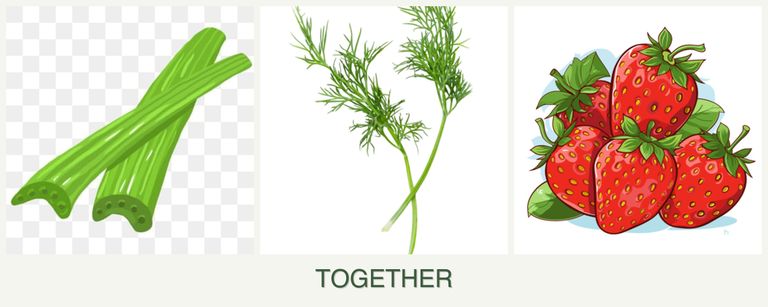 Can you plant celery, dill and strawberries together?