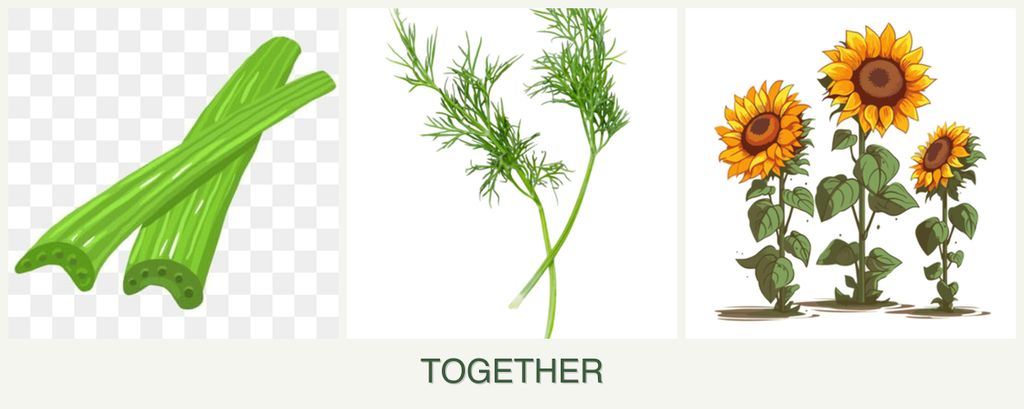 Can you plant celery, dill and sunflowers together?