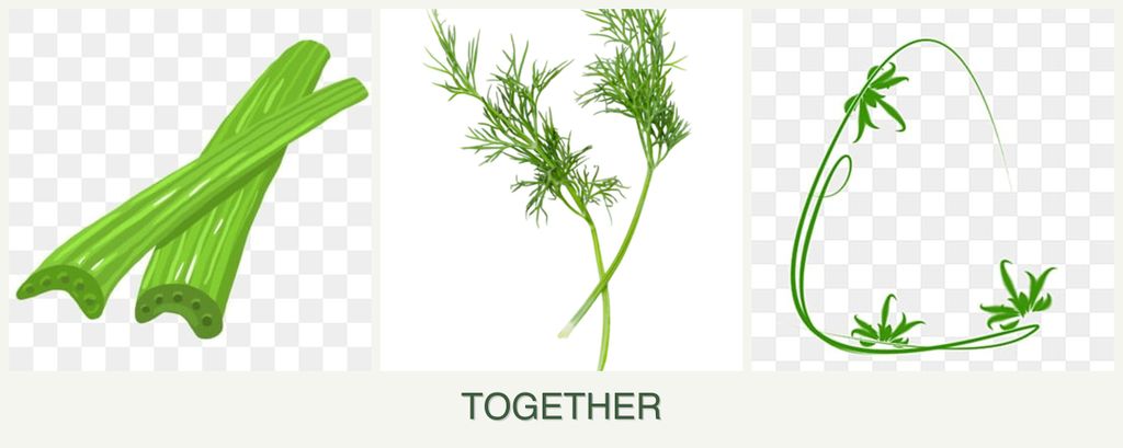 Can you plant celery, dill and tarragon together?