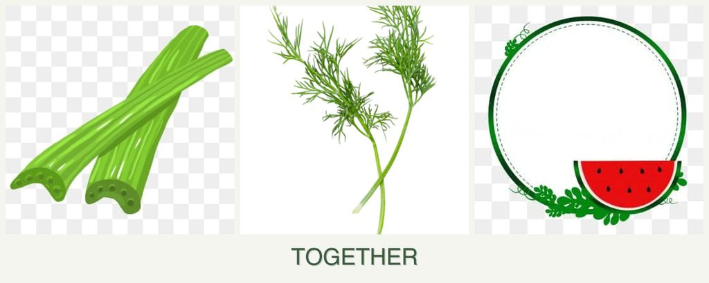 Can you plant celery, dill and watermelons together?
