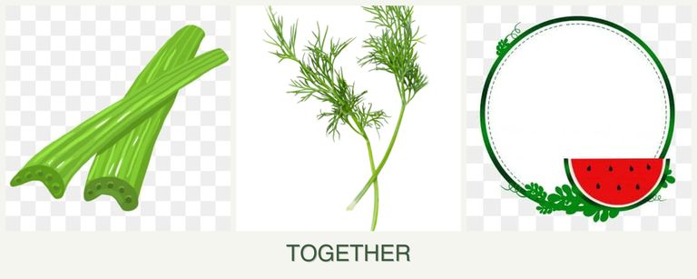 Can you plant celery, dill and watermelons together?
