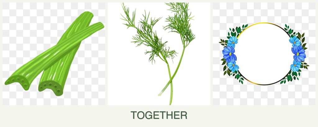 Can you plant celery, dill and zinnias together?