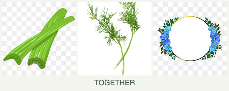 Can you plant celery, dill and zinnias together?