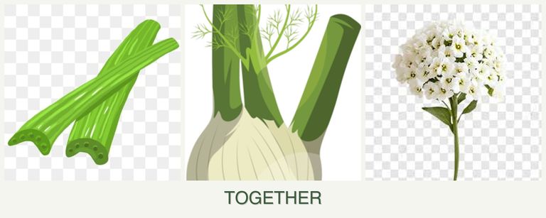 Can you plant celery, fennel and alyssum together?
