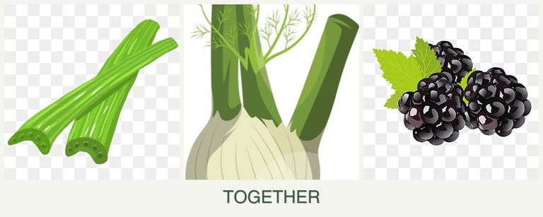 Can you plant celery, fennel and blackberries together?