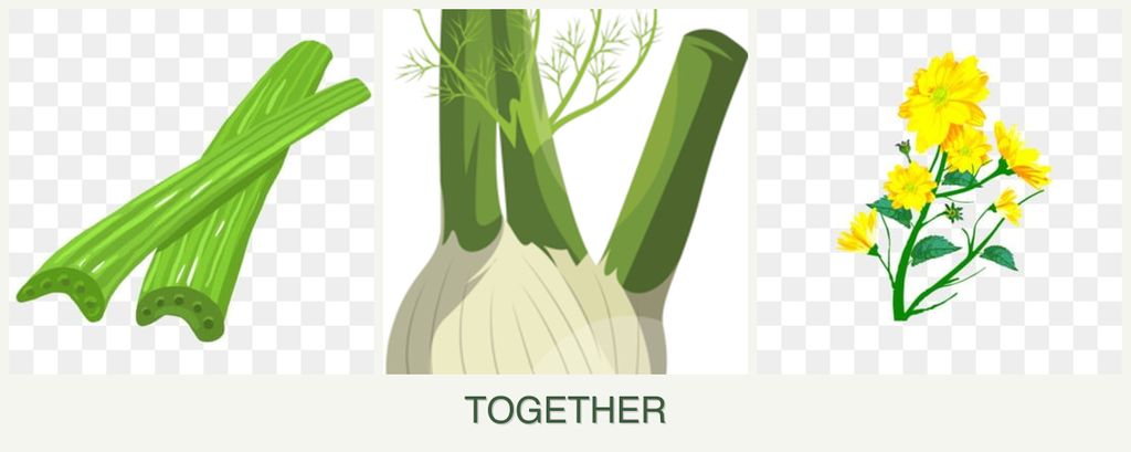 Can you plant celery, fennel and calendula together?