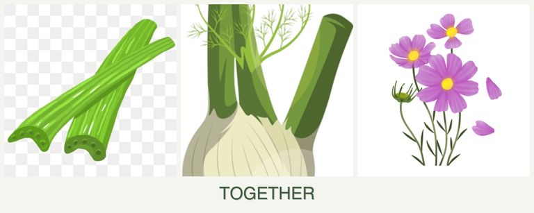 Can you plant celery, fennel and cosmos together?