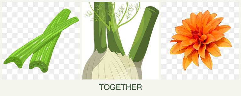 Can you plant celery, fennel and dahlias together?