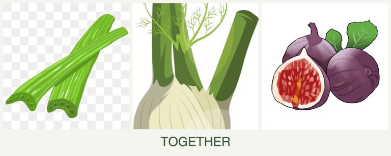 Can you plant celery, fennel and figs together?
