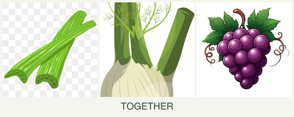 Can you plant celery, fennel and grapes together?