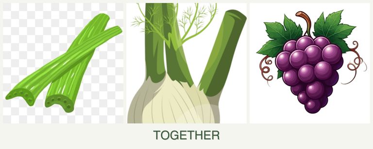 Can you plant celery, fennel and grapes together?