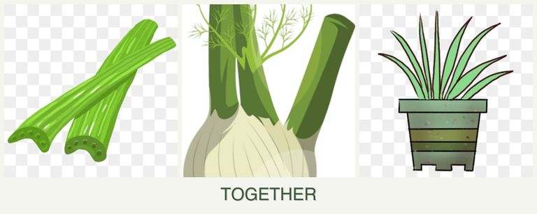 Can you plant celery, fennel and lemongrass together?