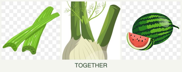 Can you plant celery, fennel and melons together?