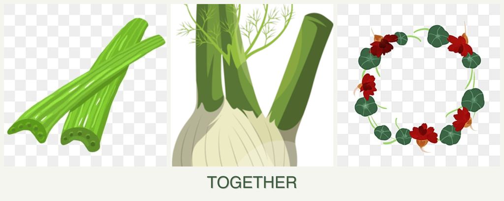 Can you plant celery, fennel and nasturtiums together?