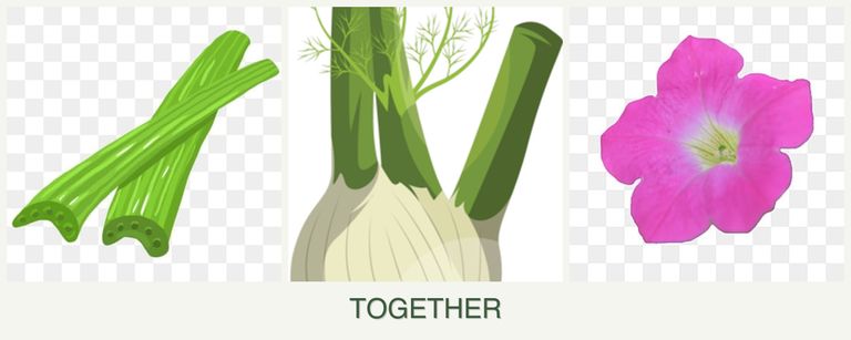 Can you plant celery, fennel and petunias together?