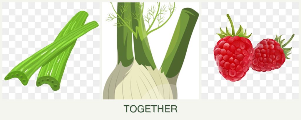 Can you plant celery, fennel and raspberries together?