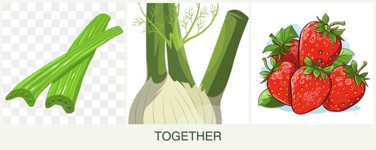 Can you plant celery, fennel and strawberries together?