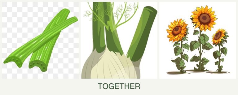 Can you plant celery, fennel and sunflowers together?