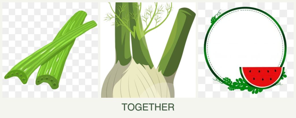 Can you plant celery, fennel and watermelons together?