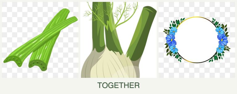 Can you plant celery, fennel and zinnias together?