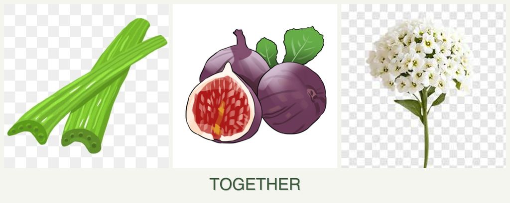Can you plant celery, figs and alyssum together?