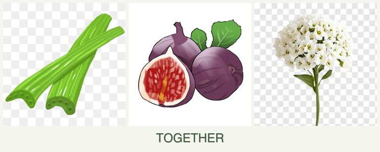 Can you plant celery, figs and alyssum together?