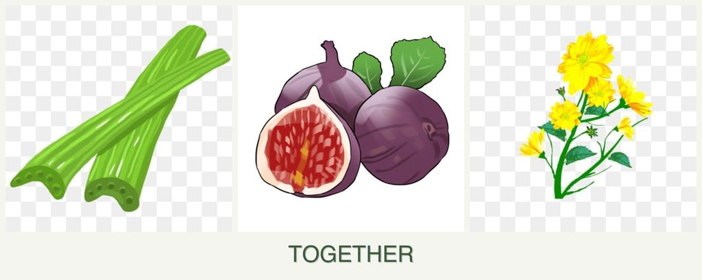 Can you plant celery, figs and calendula together?