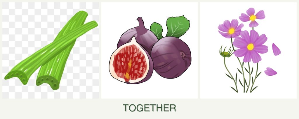 Can you plant celery, figs and cosmos together?