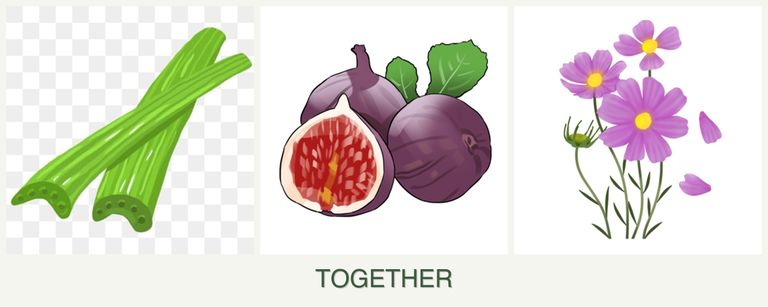 Can you plant celery, figs and cosmos together?