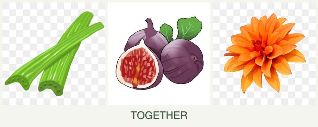 Can you plant celery, figs and dahlias together?