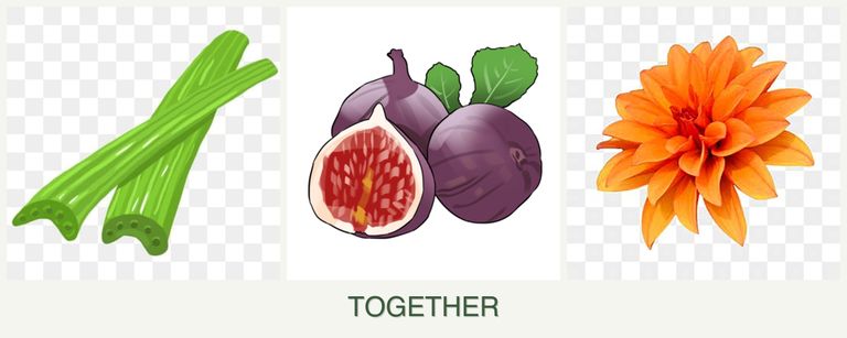 Can you plant celery, figs and dahlias together?