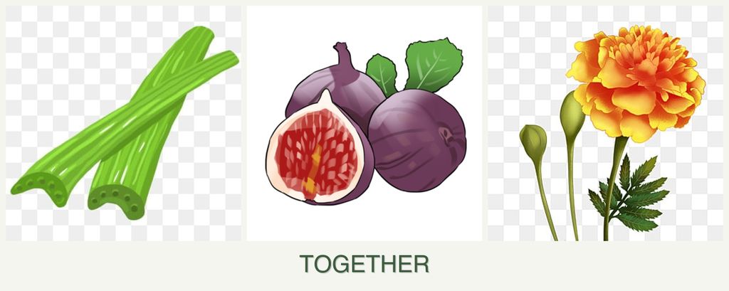 Can you plant celery, figs and marigolds together?