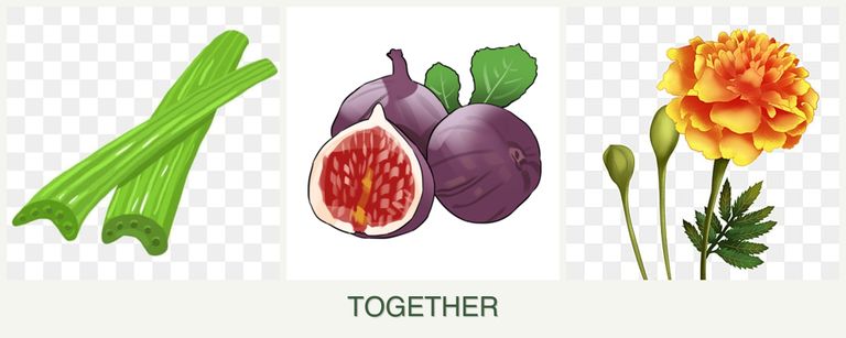 Can you plant celery, figs and marigolds together?