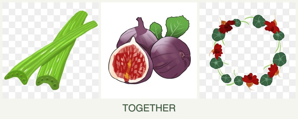 Can you plant celery, figs and nasturtiums together?