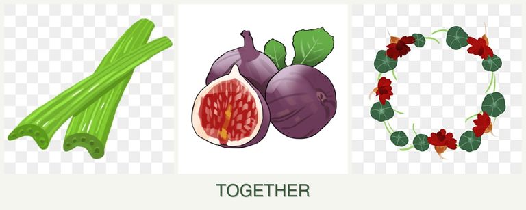 Can you plant celery, figs and nasturtiums together?