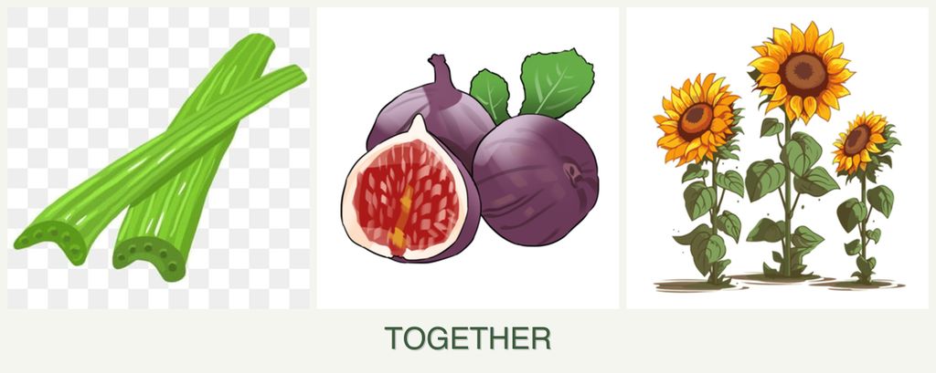 Can you plant celery, figs and sunflowers together?