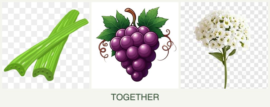 Can you plant celery, grapes and alyssum together?