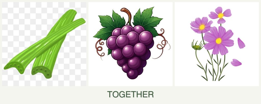 Can you plant celery, grapes and cosmos together?