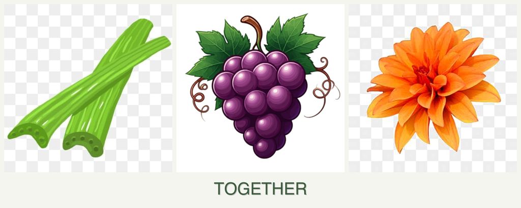 Can you plant celery, grapes and dahlias together?