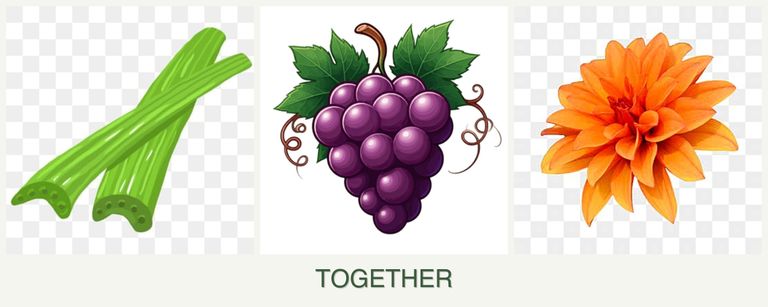 Can you plant celery, grapes and dahlias together?