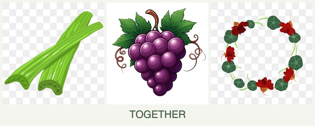 Can you plant celery, grapes and nasturtiums together?