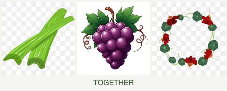 Can you plant celery, grapes and nasturtiums together?