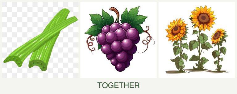 Can you plant celery, grapes and sunflowers together?